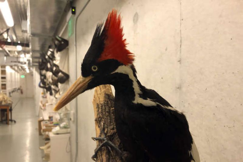 an-ivory-billed-woodpecker-specimen-is-on-a-display-at-the-california-academy-of-sciences-in-san-francisco-friday-sept-8119658592fd70d660317b4963856ad91632893313.jpg