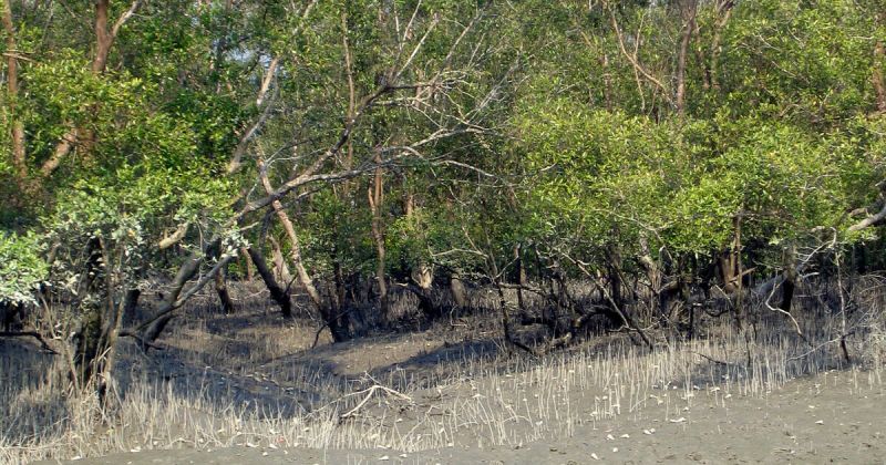 sundarbans-4e36efc8e9047af32e8e595bb2a001201634997679.jpg