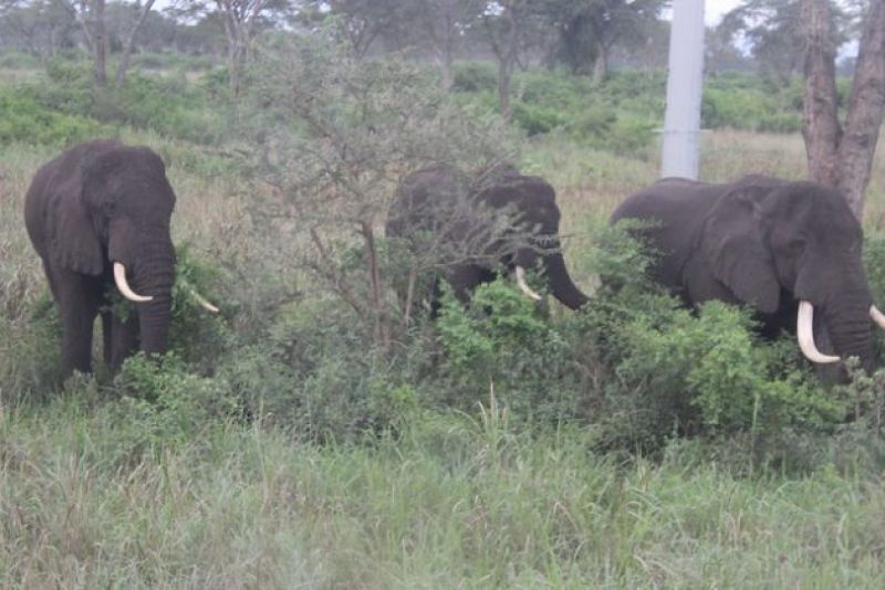 elephants-in-ugandas-queen-elizabeth-national-park-40394213dfddb4cc0dec9637449a6ab91638164592.jpg