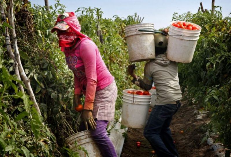 food-teenage-girls-harvest-tomatoes-on-a-farm-in-the-state-of-sinaloa-in-northern-mexico-46c799f528e63d2341da6262608ed26a1638510577.jpg