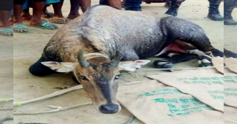 wildlife-nilgai-blue-buck-an-antelope-rescued-in-thakurgaon-f7461767f1260c4dc424805349c365641641657028.jpg