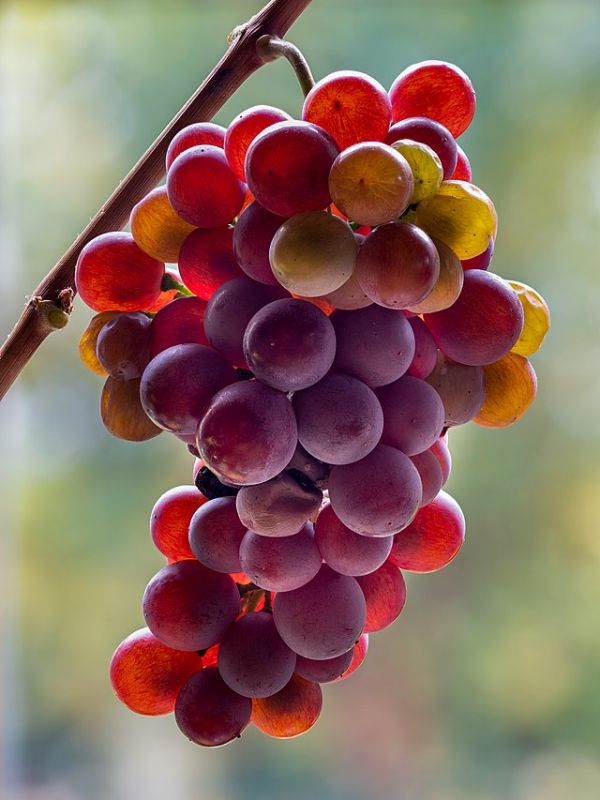 grapes-are-sour-ded2c9a65a526123cb6c5943b4725ade1643433728.jpg