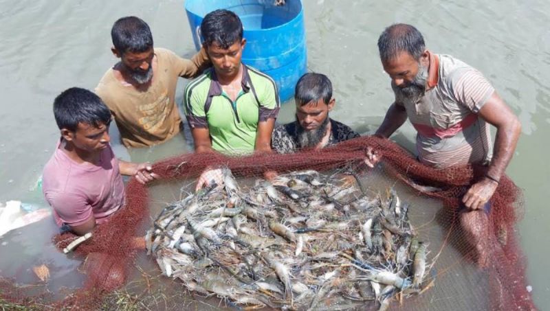 fisheries-farmers-netting-shrimp-in-khunla-unb-2733cf05fdb7ac1b6f11ece3fa0ecfda1644656472.jpg