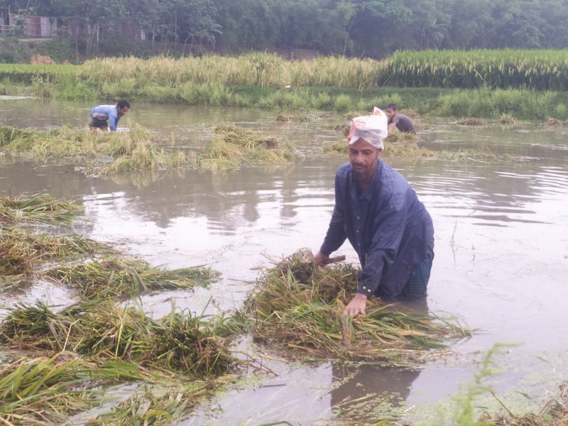 ready-to-harvest-paddy-damaged-in-heavy-rains-in-kurigram-9fdda35029caae104e35f8f5131d70d51652464589.jpg