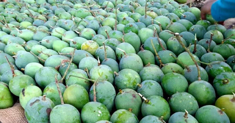mangoes-from-satkhira-for-export-0cd1b63c6a0699b374dab923d36eb71b1652802087.jpg