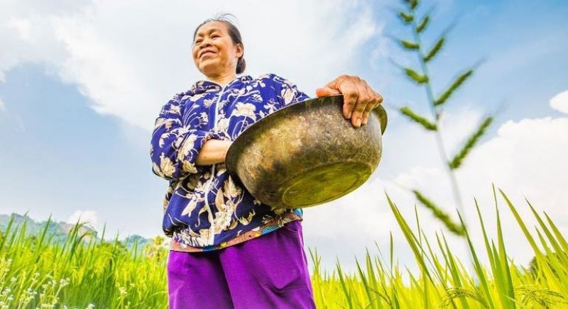 a-woman-harvests-rice-and-maize-on-a-community-farm-in-viet-nam-b04c8b0307df1fb7882cec377a8fcfe31654317497.jpg