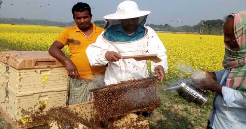 bee-keeping-in-bangladesh-5dab62ba7f690e4d389c53936c54cd671656347308.jpg