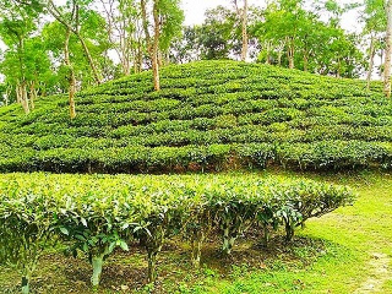 tea-garden-in-bahubal-upazila-habiganj-24e4bd89fed28813921da6abd222d3781659543760.jpg