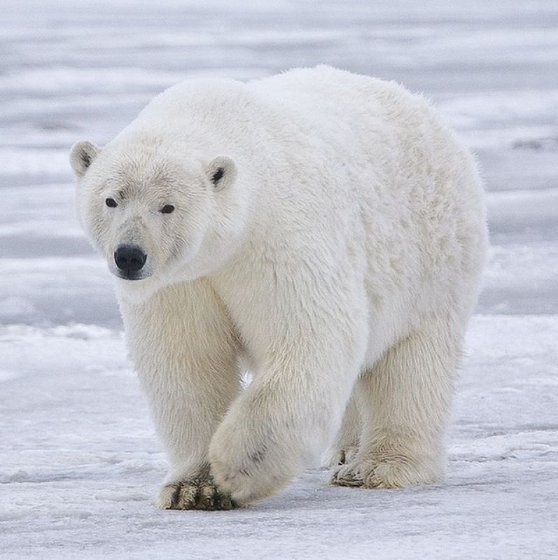 polar-bear-alaska-7489606b3f4322ffdb38342c3af570461663138001.jpg