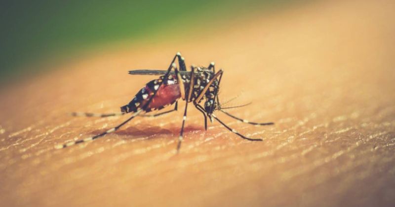 aedes-mosquito-that-spreads-dengue-381eb533aa976fa87498f4bd199b255f1663255254.jpg