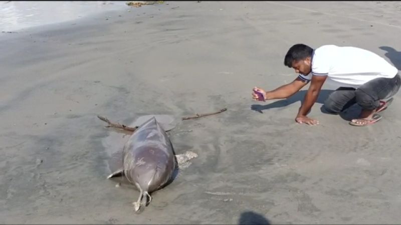 a-dead-dolphin-of-dry-species-has-come-floating-to-kuakata-beach-b9682f656e80d216472e5e2b2dc4b1051665121237.jpg