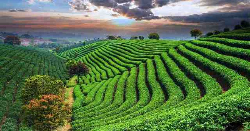 a-tea-garden-in-bangladesh-403b1503614ab1679ce1e671806a19431668667333.jpg