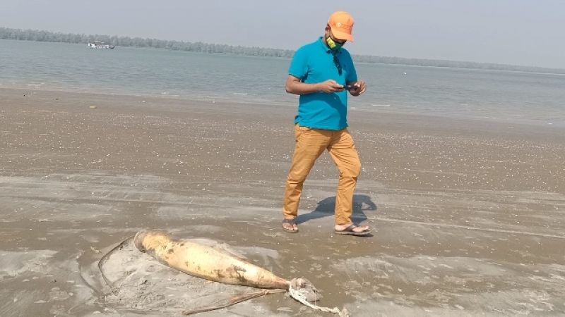 dead-dolphin-that-come-floating-to-the-kuakata-beach-33dbb6b085cec88ece79fe00e8e6d3141670171821.jpg