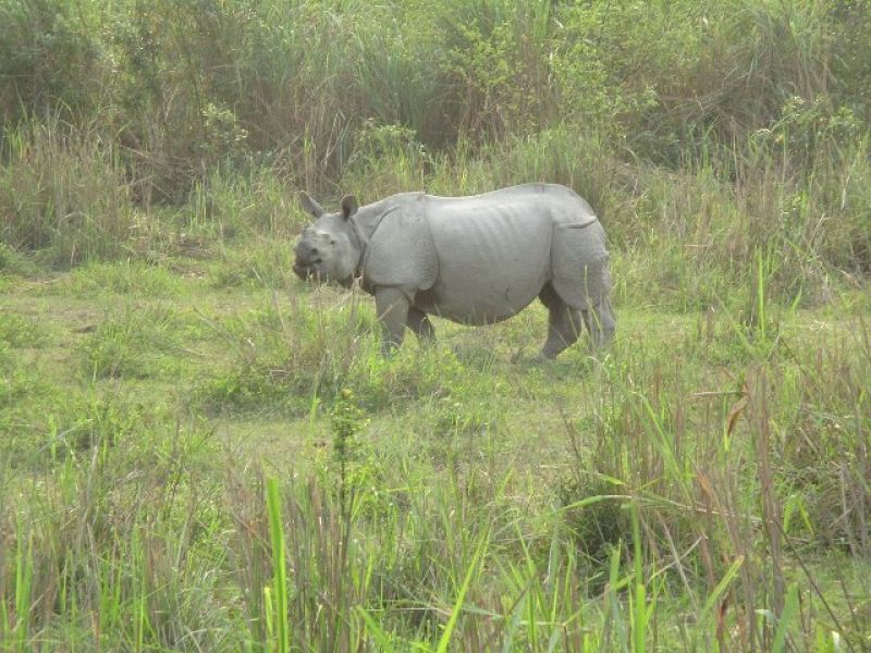 one-horned-rhinoceros-kaziranga-national-park-assam-india-749a361985a8e036efa111bfe6c541f51674030612.jpg