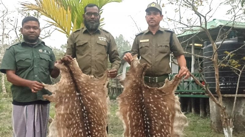 deer-hides-recovered-in-bagerhat-14d5ad0e108587afd154da507666aaab1674488534.jpg