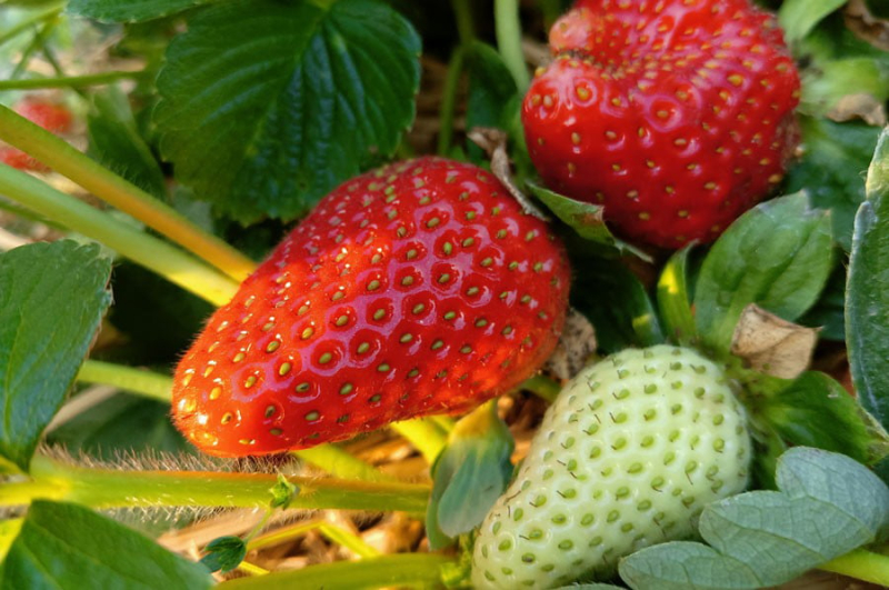 stoberry-09da7decff0094f36a4dfa0cc2a612b01678610998.jpg