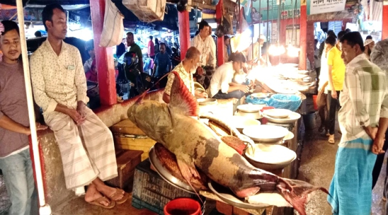 100-kg-baghair-fish-on-sale-at-lalbazar-sylhet-1cdc9cfd92c00dac2c507056a933b8d71679541365.jpg