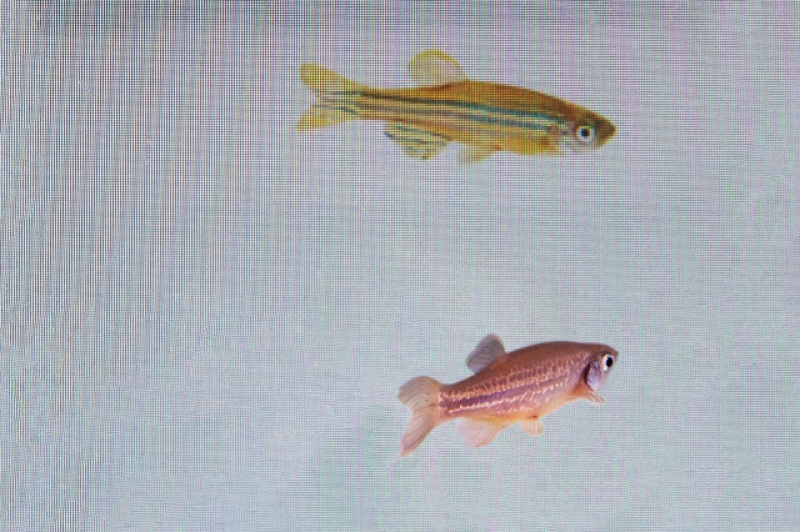 a-zebrafish-bottom-is-monitored-to-see-its-reaction-to-a-video-of-another-at-a-laboratory-in-oeiras-portugal-in-march-2023-fd2afdb02e12e7dea1a823fca462e1021679636039.jpg