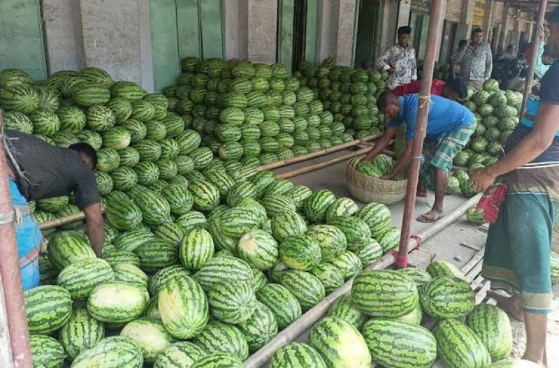 watermelon-bumper-harvest-053c4721b3abe43e0b560c501237a6d21679931706.jpg