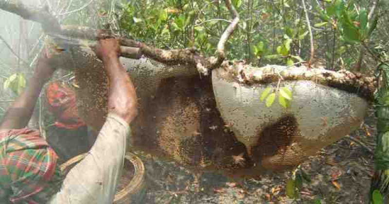 homey-harvest-from-bee-hives-begins-in-the-sundarbans-485d1b9e8785959feb5f8abe421d36061680332066.jpg