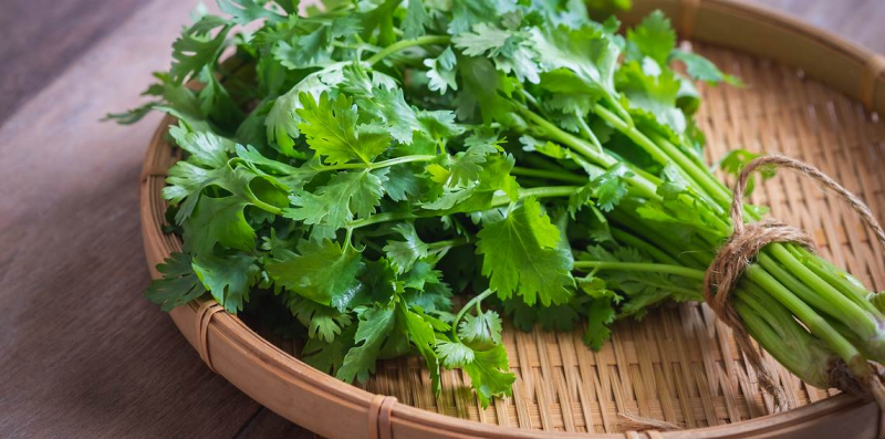 coriander-which-is-called-dhania-in-bangladesh-07fe92fd691d206bede00433fe2132601684652558.jpg