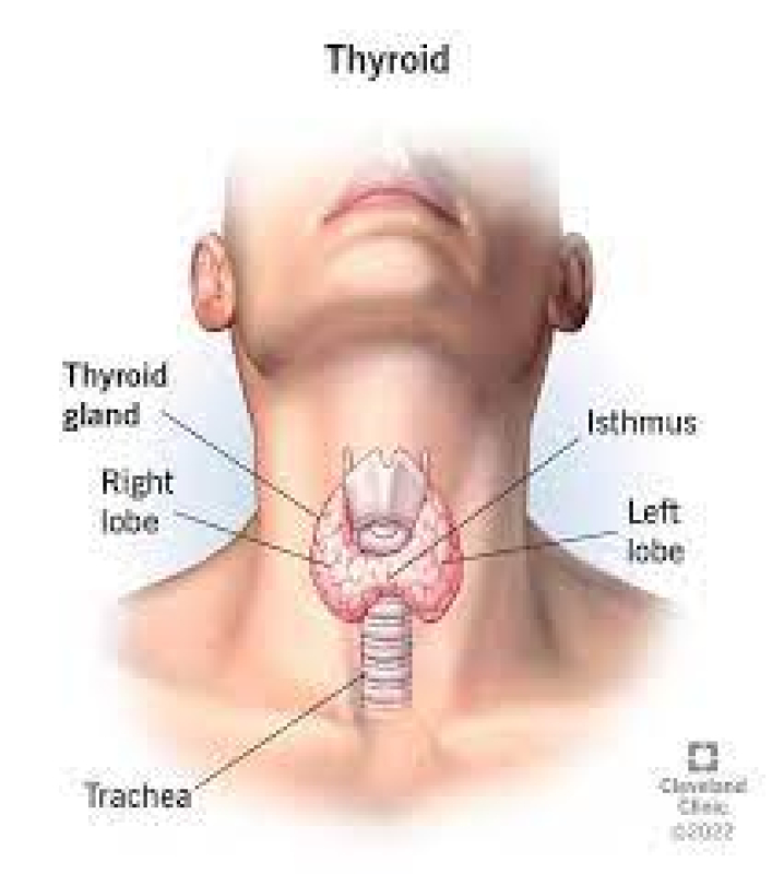 thyroid-34cb003bed03eb70721b30a13ee3c1441686365906.jpg