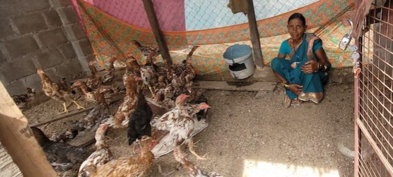 farmers-have-improved-their-income-by-rearing-gramapriya-poultry-which-is-environmentally-friendly-and-organic-c47957092f6452168a49fa6cd2aca1751694508970.jpg