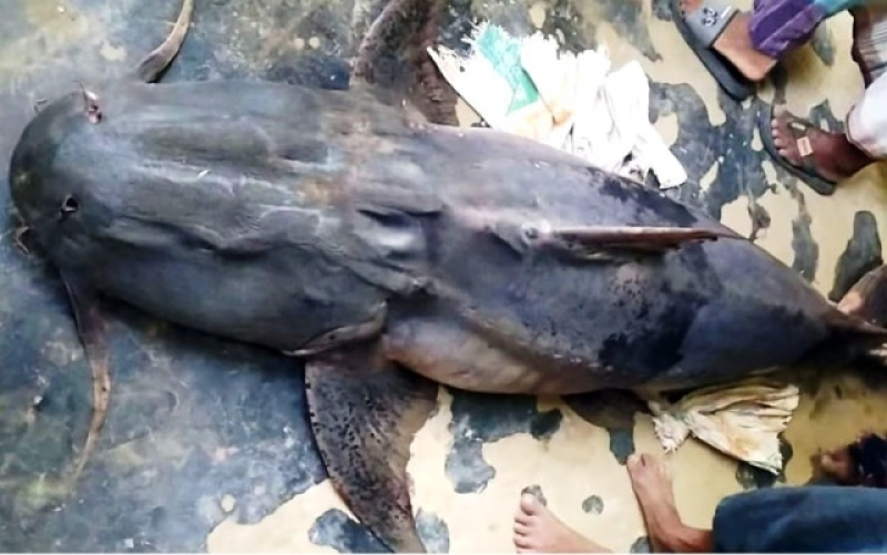 baghair-fish-weighing-79-kg-little-over-two-maunds-sells-for-taka-60000-in-sylhet-5096d741572e5ef4f1d783cb716f104f1694927160.jpg