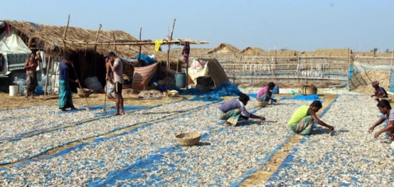 fish-drying-at-dublar-char-e192b8713c2c5e482dc905a9725c38bd1699426188.jpg