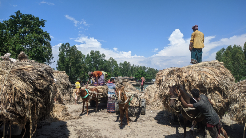 jute-on-sale-at-a-kurigram-market-d780b8c691e94d7af486312d950ba6591700642967.jpg