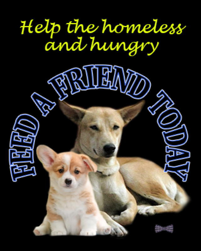 stray-dog-feed-the-hungry-a3b910a08a099332650da14417758bd21702801474.jpg