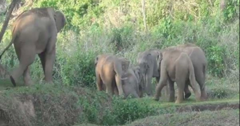 wild-elephants-in-lohagara-upazila-of-chattagram-district-a72535638b8b71cf1bbc28d49ec67c451702925139.png