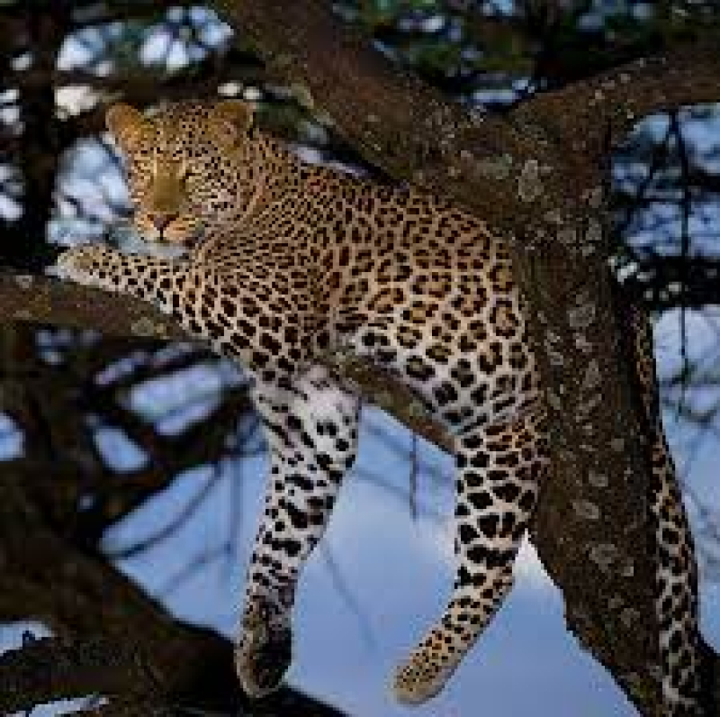 leopard-wikipedia-303c992525907c6dae5f66207e5f41ea1703085952.jpg