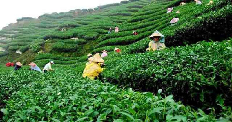 tea-garden-workers-plucking-tea-leaves-in-a-sylhet-garden-d8ac6d38a04c4a6d6f11eb1066ccd44a1707666432.jpg