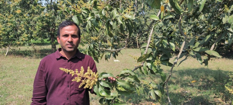 a-farmer-examining-the-sprouts-on-a-mango-tree-cb4ede29c09ddd60ae5f1c85cbc04fa31709706856.jpg