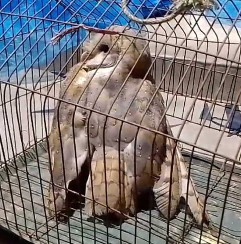an-owl-rescued-and-freed-in-the-wild-in-patuakhali-on-tuesday-9483f827372f8ae70eeb3bf6e86892581710872506.jpg