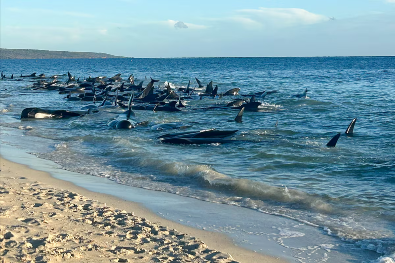 at-least-160-pilot-whales-have-beached-on-australian-west-coast-and-about-26-have-died-3c31164924499fcd2c7b96bc4137b5971714031275.png
