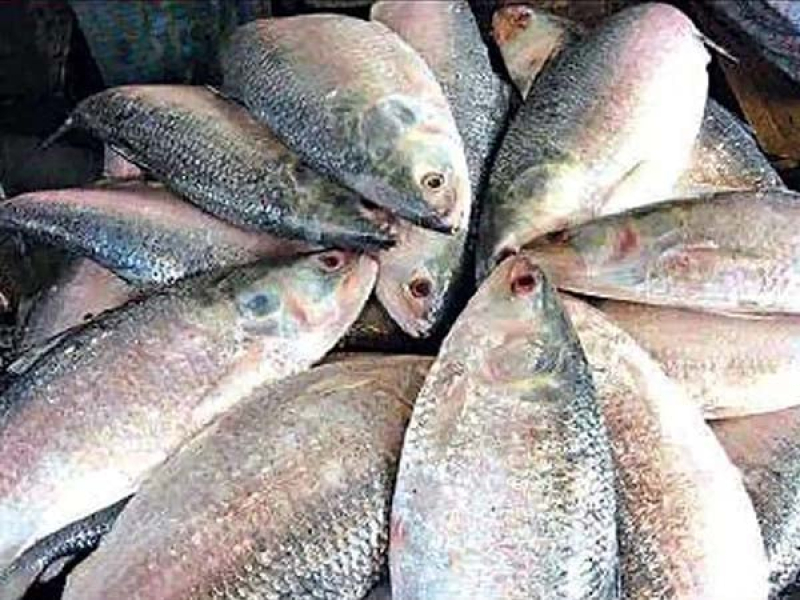 hilsa-at-a-market-place-in-dhaka-d2280a848eef57916bbcd2d565c17c921714490265.jpg