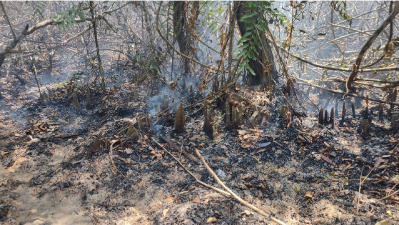 fire-in-the-sundarbans-doused-a3241042b5e2ff9f806e8253de74023d1714970020.png