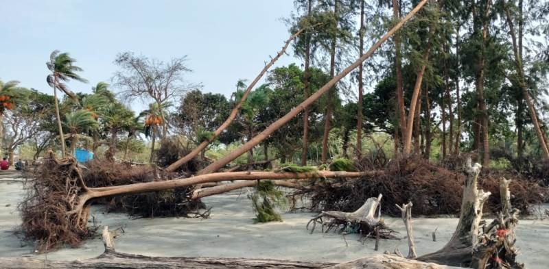 trees-uprooted-on-kuakata-beach-by-cyclone-remal-508f4d055ce1960b8732771eecf15d051717258528.jpg