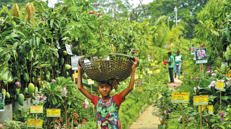 a-nursecy-raising-fruit-bearing-plants-for-sale-in-dhaka-city-4b40ef1d79cb86da4e772ae2efc8d9681717566176.png