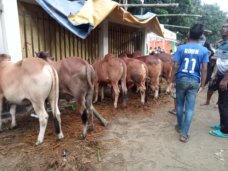 cattle-on-sale-at-a-sacrificial-animal-market-in-dhaka-city-on-saturday-15-june-2024-14643e306a37df5920252afd046c3b751718476056.png