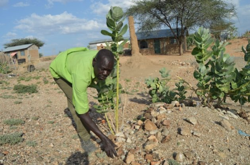 joseph-loree-who-lives-in-the-oil-rich-lokichar-area-of-turkana-in-northern-kenya-keeps-a-few-goats-due-to-frequent-droughts-b288aaa3fbd91afe87fe6e1443c58c631726754781.png