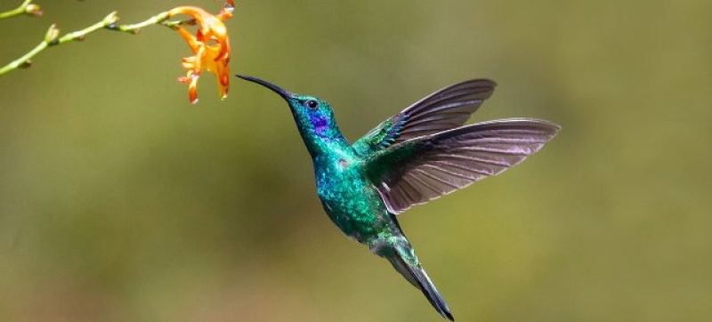 close-up-of-a-hummingbird-near-flower-ffe46b7d1ac7d966eab05ff5526db3fd1729585418.jpg