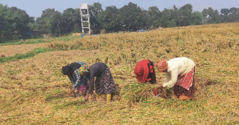 a-group-of-farmers-harvesting-aman-paddy-to-prepare-for-cutivation-of-boro-paddy-in-kishoreganj-4dae528421286b38228e6ef4fc897c8b1734497094.png