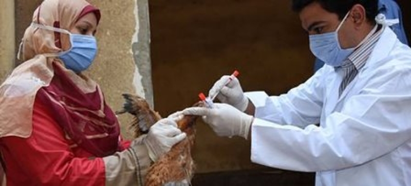 stopping-avian-flu-in-its-tracks-is-only-possible-if-poultry-producers-understand-how-to-prevent-its-introduction-and-spread-working-with-animal-health-experts-and-authorities-file-photo-5294f85116655f69b5327ddc100e11381734459912.jpg