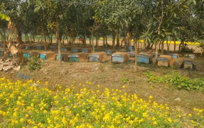 honey-farming-alongside-mustard-farming-in-naogaon-a462cd5b7b3bbe60be48486db4325e0f1736564039.jpg