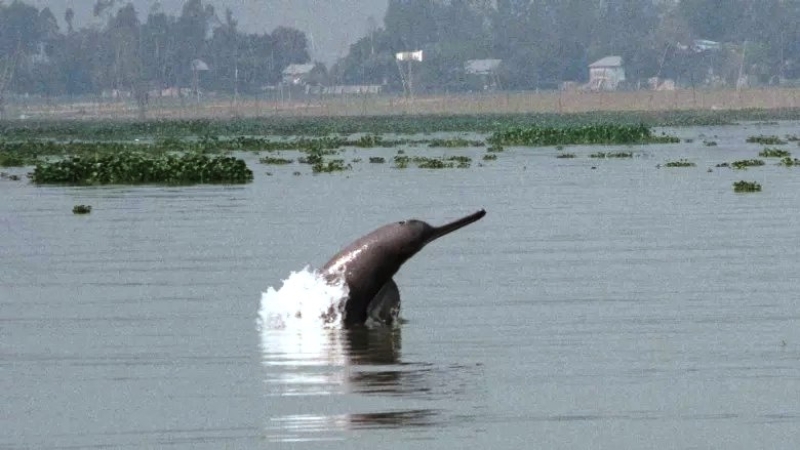 ganges-river-dolphin-credits-wcs-bangladesh-and-nadim-parves-via-world-bank-newsletter_11zon-2c0fcd618cf69a289a8d728c8908b4631736690934.jpg