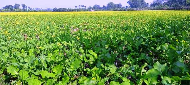 mustard-field-in-khulna-1bcf1699e76b4be3a8a20ab167bca65e1736750428.jpg