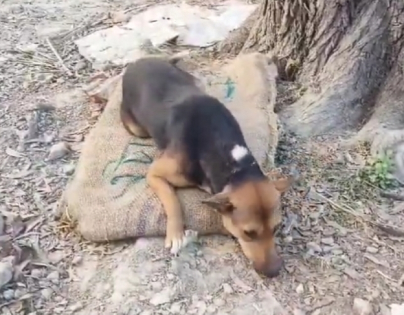 a-stray-dog-taking-the-comfort-of-lying-on-jute-bag-to-protect-from-cold-in-kalapara-2a6d5652e32ce96c6873800306b060a81736791697.jpg